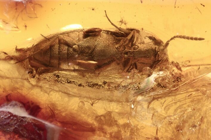 Detailed Fossil Click Beetle (Elateridae) in Baltic Amber #270627